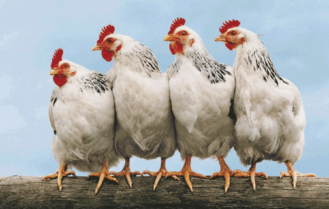 أسعار الدواجن وبيض المائدة