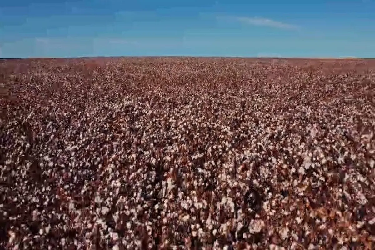 وزير قطاع الأعمال يعلن تفاصيل زراعة القطن