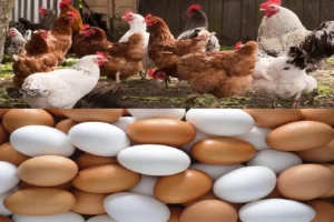 أسعار الدواجن وبيض المائدة