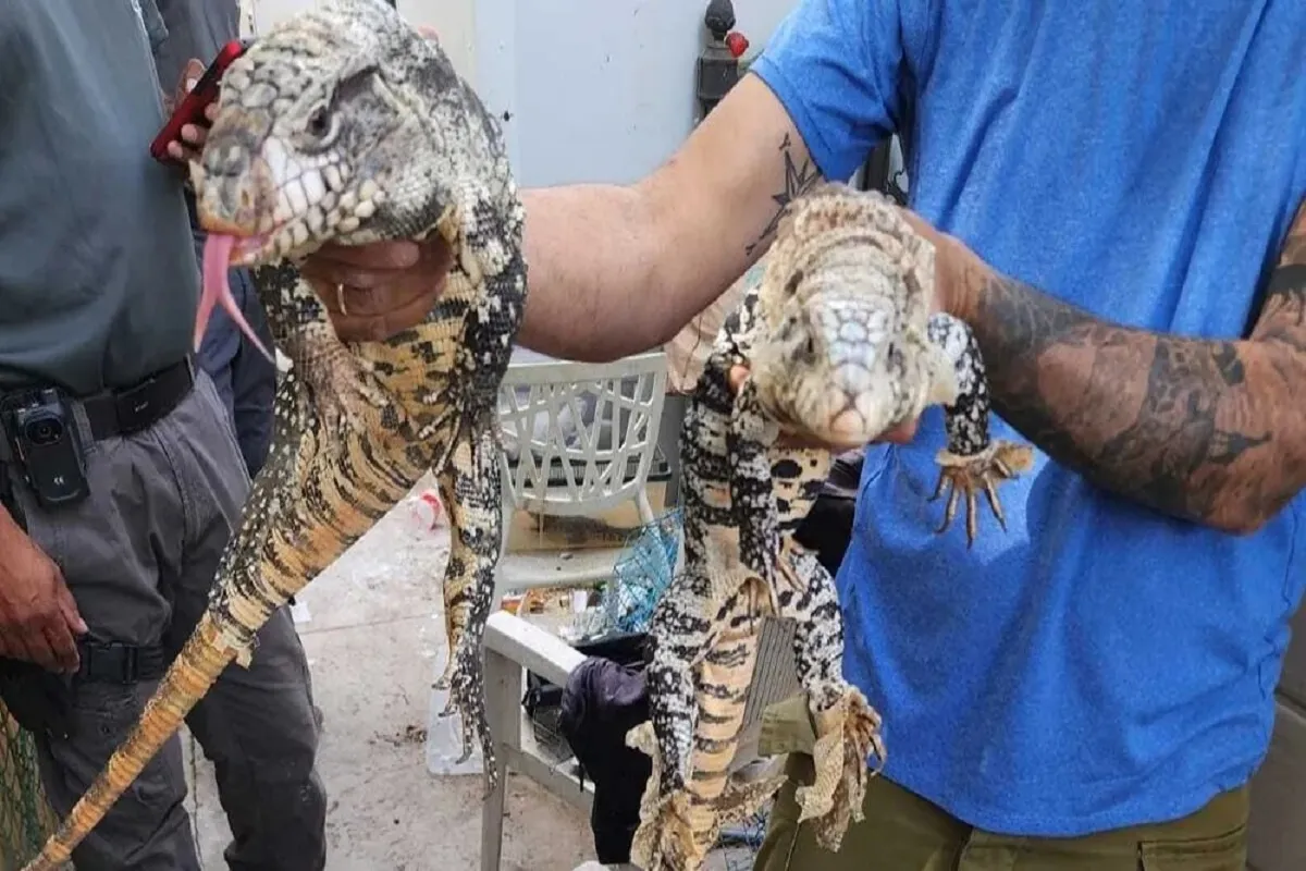 الشرطة الإسرائيلية تضبط سحالي مهربة