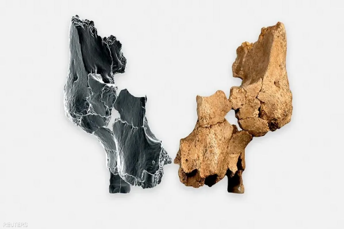 العثور على جمجمة أقدم وجه معروف في غرب أوروبا