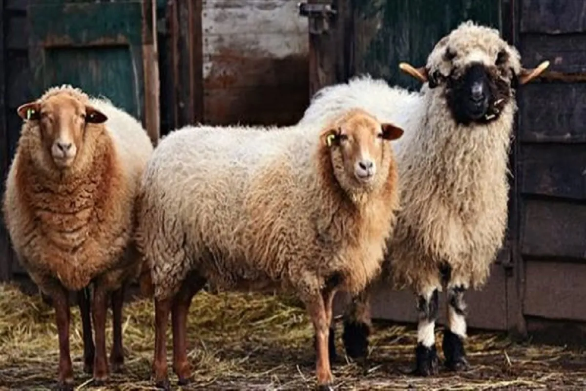 صكوك الأضاحي