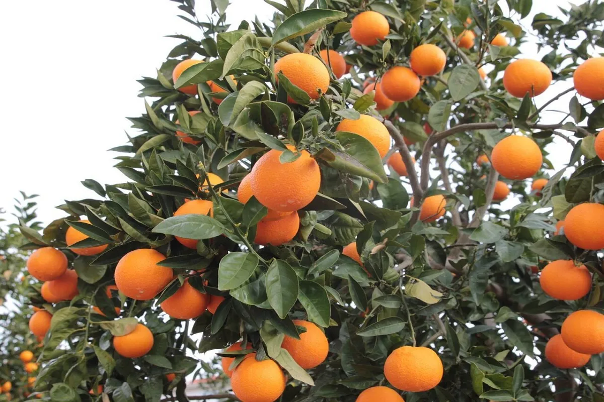 صادرات الموالح