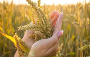 توريد القمح - صورة موضوعية