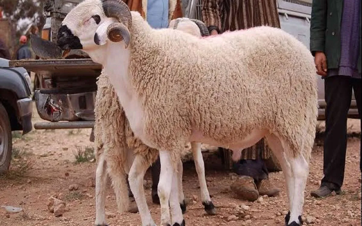 حكم قص المضحي شعره وظفره