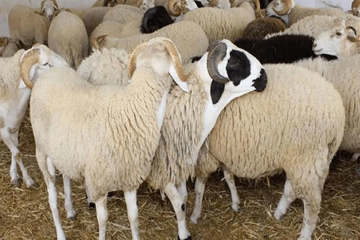 حكم اشتراك الولد مع والده في الأضحية بشاة واحدة