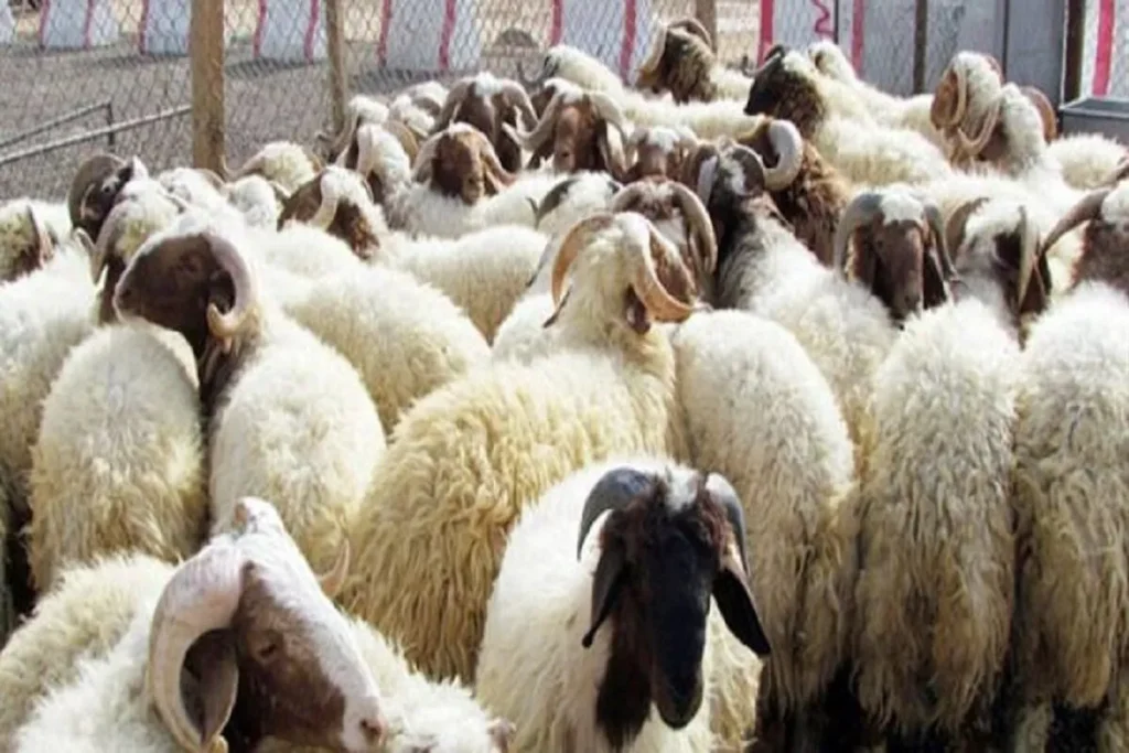 الأضحية