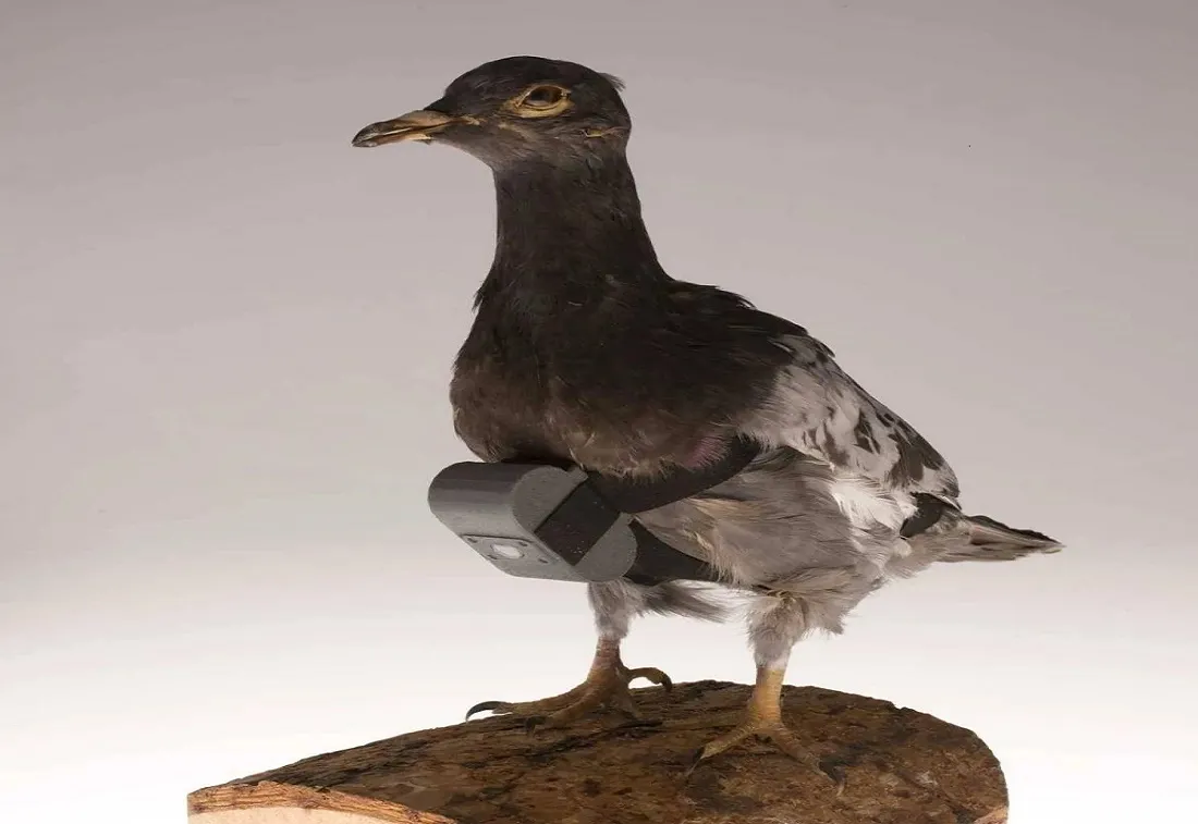 صنع في روسيا .. طيور «درونات»