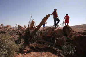 الاحتلال يستهدف الأمن الغذائي الفلسطيني بتجريف آلاف الأشجار من الزيتون بالضفة (صورة من المركز الفلسطيني)