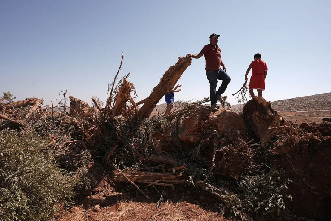 الاحتلال يستهدف الأمن الغذائي الفلسطيني بتجريف آلاف الأشجار من الزيتون بالضفة (صورة من المركز الفلسطيني)