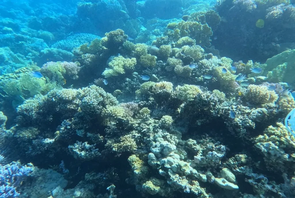 محمية طبيعية بحرية جديدة في مصر بالبحر الأحمر