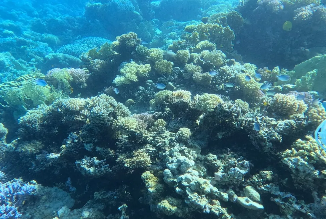 محمية طبيعية بحرية جديدة في مصر بالبحر الأحمر