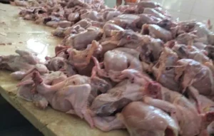 ضبط وإغلاق وتشميع محل غير مرخص للدواجن – صورة أرشيفية