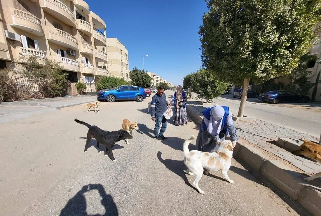 فرق تحصين كلاب الشوارع في المحافظات