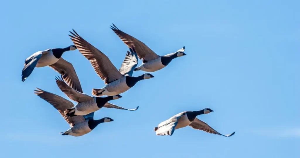 أعداد الطيور بأمريكا في تناقص مستمر– صورة أرشيفية