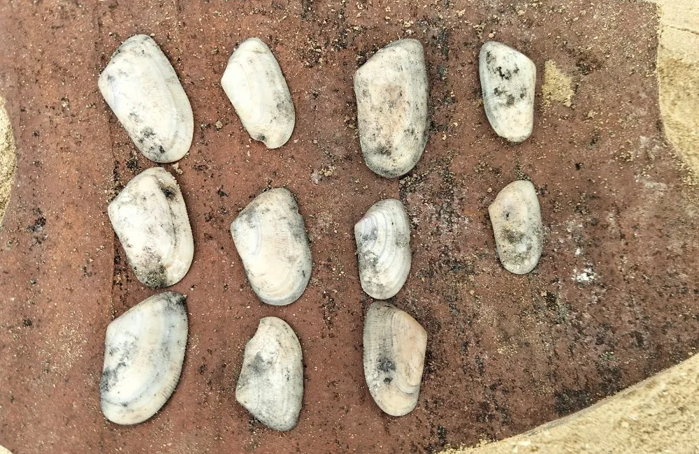 أحد الاكتشافات الأثرية