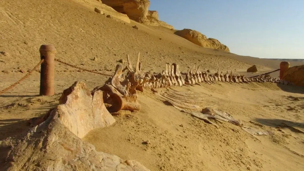 وادي الحيتان