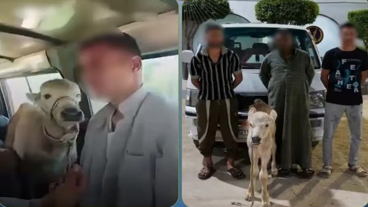 الأجهزة الأمنية تضبط المتورطين في فيديو العجل داخل ميكروباص بالبحيرة