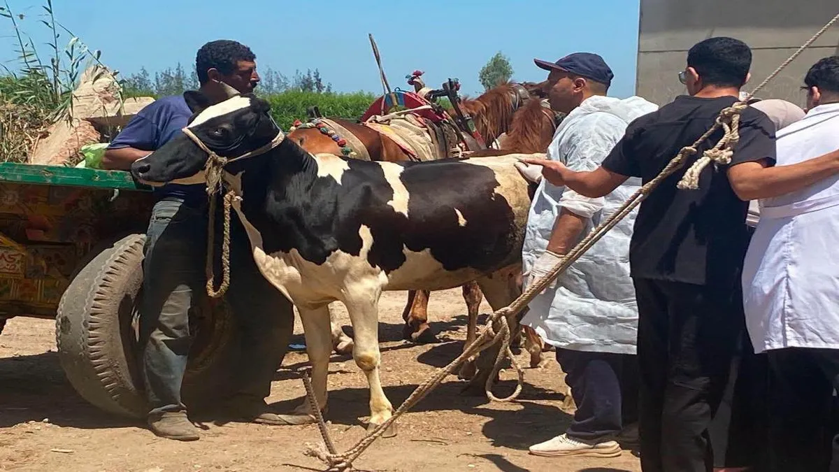 مندوبو وزارة الزراعة لفحص التحسين الوراثي والرعاية التناسلية للماشية